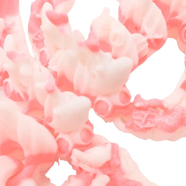 Korallendrache (zweifarbig)